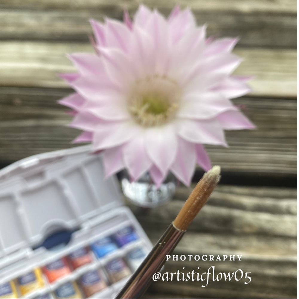 Springtime Cactus Flowers - Picture 2 of 3